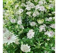 Astrantia stellaria - giardino del giardino roccioso da appartamento esotiche serre balcone rampicanti rare balcone, esotiche all'aperto 300semi