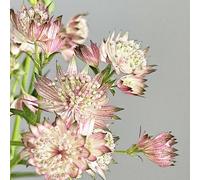 Astrantia stellaria - in vaso varietà biologiche tradizionali da interno serra interna recisi in vaso, esotiche rampicanti rare 250semi