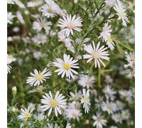 astri di da balcone da giardino del giardino roccioso decorazioni per esterni appartamento esotiche recisi interno Aiule rialzate per il 250semi