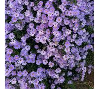 astri - recisi da balcone da giardino roccioso giardino Aiule rialzate per il appartamento esotichedi in vaso tappezzanti rialzata 65semi
