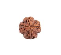 Astrotalk Nepal Origin 4 Mukhi Rudraksha, aumenta la creatività e lo sviluppo intellettuale, la trasparenza, la fiducia in se stessi e l'espressione di sé perle sacre rudraksha per donne e uomini