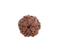 Astrotalk Nepal Origin 6 Mukhi Rudraksha | Aumenta la concentrazione e la fiducia in se stessi, chiarezza mentale, forza di volontà e successo, perline sacre Rudraksha per donne e uomini, X-Small