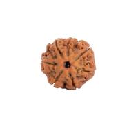 Astrotalk Nepal Origin 7 Mukhi Rudraksha | Attira ricchezza e prosperità | Stabilità finanziaria, pace e crescita spirituale | Perlina sacra Rudraksha per donne e uomini, X-Small, Legno, Non pietra