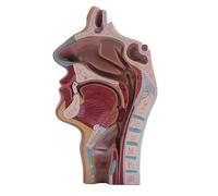 Asyduey Human Modello Anatomico 'Anatomia della della cavità Nasale Anatomica per L'esposizione di Studio della Classe di Scienza Modello Medico D'istruzione