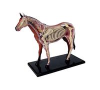 Asyduey Modello di Anatomia 'Organo Animale 4D Intelligenza del Assemblaggio del Giocattolo Modello di Anatomia 'Insegnamento Elettrodomestici Scientifici Popolari DIY