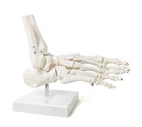 ATIJAA Modello Umano Modello di Scheletro del Piede Umano, Piede Destro e Caviglia con Supporto per perone Tibia Completamente per Anatomia Medica del Sistema Scheletrico Modello anatomico