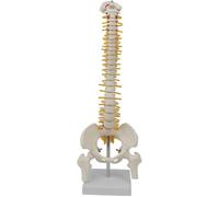 ATJOGWIN 1/2 Mini Modello di Anatomia della Colonna vertebrale con nervi spinali, Bacino, femore