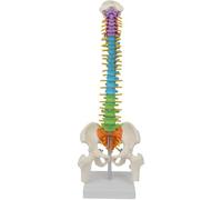 ATJOGWIN Modello di Anatomia della Colonna vertebrale di Colore 45cm con nervi spinali, Bacino, femore