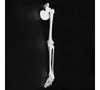 ATJSXWIN 1: 1 Mobile Umano Completo Braccio Osso/Gamba Osso Modello, a grandezza Naturale Superiore/arto Inferiore Osso Modello, Completamente incernierato Mano/Piede Osso(Lower Limbs)