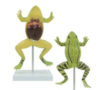 ATJSXWIN Allargata Rana Anatomia Modello, Simulato rospo Struttura Anatomia Modello con Staccabile organi Interni, PVC Animale Anatomia Modello con segni digitali