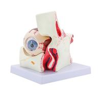 ATJSXWIN Allargata Umano bulbo oculare Struttura anatomico Modello, Staccabile Modello Occhio per l'insegnamento Medico e l'educazione del paziente, con Display Stand(3X Eyeball And Orbit)