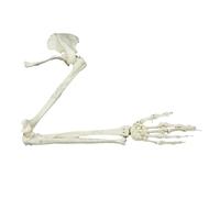 ATJSXWIN Bendable Braccio Umano Ossa Modello anatomico, a grandezza Naturale arto Superiore Modello osseo tra Cui Omero, Ulna, Raggio