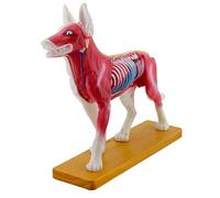 ATJSXWIN Corpo del Cane Agopuntura moxibustione Punti Modello anatomico, Modello di Anatomia Animale per l'insegnamento Veterinario