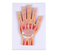 ATJSXWIN Giunto Umano Sezione Trasversale Modello anatomico, a grandezza Naturale Spalla/Ginocchio/Gomito/Mano/Piede morfologia strutturale Profilo Modello(Hand)
