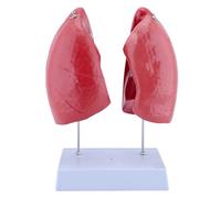 ATJSXWIN Polmoni anatomico Modello grandezza Naturale, Modello polmonare Umano in 4 Parti con Base di visualizzazione