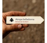 Atropa belladonna SEEDS - - SEMI Belladonna | Erba delle streghe