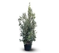 Attitude giardino - Quercus Ilex - 110-120 cm - ⌀ 24 cm - pianta da esterno