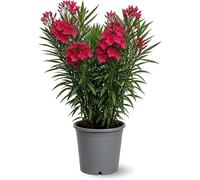 Attitude Jardin - alloro - Nerier mediterraneo - 90-100 cm - ⌀ 24 cm - pianta da esterno - fiore rosso