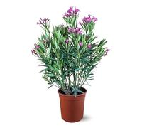 Attitude Jardin - alloro - Neriera mediterranea - 110-120 cm - ⌀ 24 cm - pianta da esterno - fiore rosa