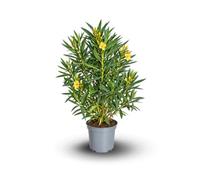 Attitude Jardin - alloro - Neriera mediterranea - 90-100 cm - ⌀ 24 cm - pianta da esterno - fiore giallo