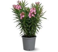 Attitude Jardin - alloro - Neriera mediterranea - 90-100 cm - ⌀ 24 cm - pianta da esterno - fiore rosa