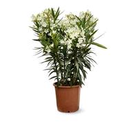 Attitude Jardin - Alloro rosa - nerium oleander - 110-120 cm - ⌀ 24 cm - pianta da esterno - fiore bianco
