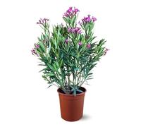 Attitude Jardin - alloro rosa - nerium oleander -110-120 cm - ⌀ 24 cm - pianta da esterno - fiore rosa