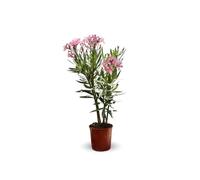 Attitude Jardin - alloro rosa - nerium oleander - 50-60 cm - ⌀ 22 cm - pianta da esterno - fiore rosa