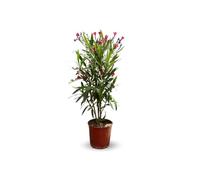 Attitude Jardin - alloro rosa - nerium oleander - 50-60 cm - ⌀ 22 cm - pianta da esterno - fiore rosso