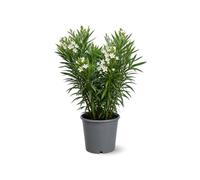 Attitude Jardin - alloro rosa - nerium oleander -90-100 cm - ⌀ 24 cm - pianta da esterno - fiore bianco
