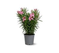 Attitude Jardin - alloro rosa - nerium oleander -90-100 cm - ⌀ 24 cm - pianta da esterno - fiore rosa