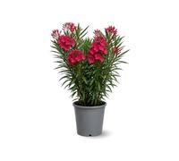 Attitude Jardin - alloro rosa - nerium oleander -90-100 cm - ⌀ 24 cm - pianta da esterno - fiore rosso