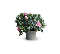 Attitude Jardin - Azalea indica - pianta d'appartamento - 40-50 cm - ⌀ 18 cm - fiore rosa