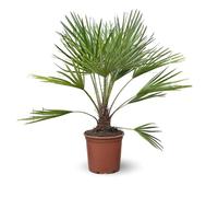 Attitude Jardin - Chamaerops Humilis - palma nano - 110-120 cm - ⌀ 25 cm - pianta da esterno