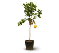 Attitude Jardin - Limone limone limone, agrumi - agrume mediterraneo - albero da frutto - 120-130 cm - ⌀ 24 cm