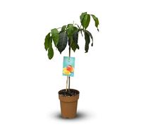 Attitude Jardin - mango - mangifera indica - albero da frutto esotico - 90-100 cm - ⌀ 22 cm