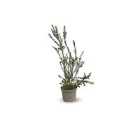Attitude Jardin - Mirto tarentino - aromatico - pianta mediterranea - 50-60 cm - ⌀ 20 cm - pianta da esterno