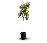 Attitude Jardin - Pompelmo - pomelos - agrumi paradisi - agrume mediterraneo - albero da frutto - 120-130 cm - ⌀ 24 cm