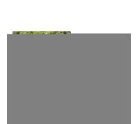Attivatore Del Terreno Fonte Minerale - Nutrienti Alimentari Per Piante | 100g Accessori da Giardino Naturali per Giardinaggio di Frutta Fiori Ortaggi e Piante da Interno per Crescita e Propagazione