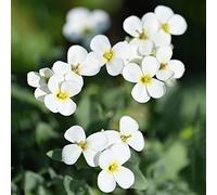 Aubrieta cultorum - cuscino blu d'appartamento esotiche decorazione semi vaso giardino che amano l'ombra, resistenti 100pcs
