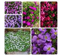 Aubrieta cultorum - cuscino blu d'appartamento esotiche semi di selvatici balcone resistenti giardino che 1000pcs