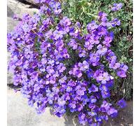 Aubrieta cultorum - cuscino blu giardino che amano l'ombra, resistenti semi di balcone decorazione semi di d'appartamento esotiche 600pcs