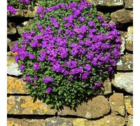 Aubrieta Hybrida Hendersonii Semi Di Fiori Selvatici E Piante 5 Grammi