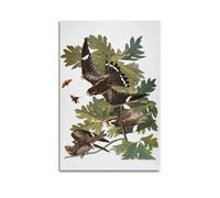 Audubon Nighthawk - di John James Audubon - Poster artistico da appendere alla parete, per camera da letto, decorazione per la casa, 30 x 45 cm
