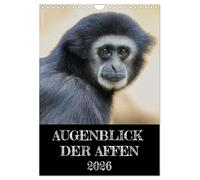 Augenblick der Affen 2026 (Wandkalender 2026 DIN A4 hoch), CALVENDO Monatskalender: Affengesichter ganz nah. Jeden Monat ein eindringlicher Blick, der zu Interpretationen einlädt.