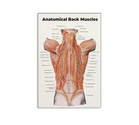 AUOQKQUT The Muscular Back Anatomy Reference Poster - Laminated Chart for Yoga Instructors, Physiotherapists, Fitness Coaches, and Students Framed,16x24inch(40x60cm)