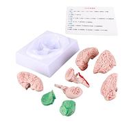 Aurikall Per lo studio dell'anatomia e l'educazione alle neuroscienze - Modello di cervello umano, stampo cerebrale in sezione trasversale staccabile per l'integrazione del modello di