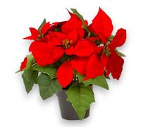 Aurora Store Piantina Poinsettia Stella di Natale con Vaso Decorazione Natalizia Fiorellini Fiore Pianta Artificiale Finta con Sacco Carta Stelle di Natale h. 17cm Fiori Segnaposto