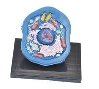 Ausili didattici modello anatomia delle cellule animali per l'apprendimento in aula di studio dell'esposizione