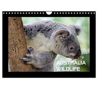 Australia Wildlife (Wandkalender 2026 DIN A4 quer), CALVENDO Monatskalender: Portraits von Australiens einzigartiger Tierwelt